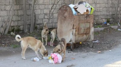 Bakıda küçə itinə yemək verən qadın DÖYÜLDÜ