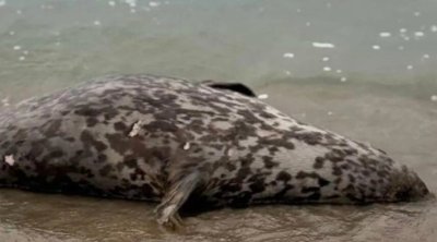 Xəzər sahilində suiti cəsədləri AŞKARLANDI