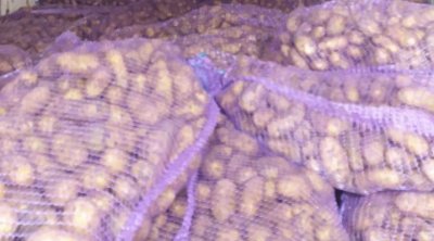 Gürcüstandan gətirilən 24 ton kartof məhv ediləcək – SƏBƏB - FOTO