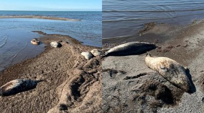 Xəzər dənizinin sahilində onlarla ölü suiti tapıldı - FOTO