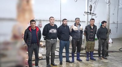 DİN və AQTA-dan BİRGƏ ƏMƏLİYYAT: Xəstə heyvanların ətini satanlar TUTULDU - VİDEO