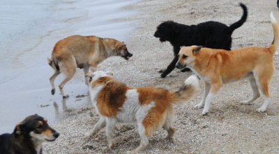 Şəkidə iki nəfərə it HÜCUM ETDİ