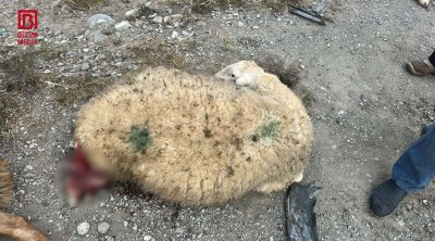 Kürdəmirdə avtomobil qoyun sürüsünə çırpıldı – FOTO