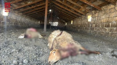 Kürdəmirdə canavarlar qoyun sürüsünə hücum etdi - FOTO