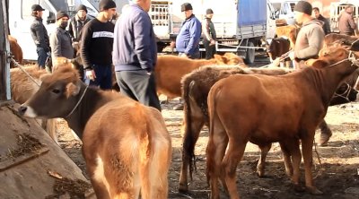 Bu heyvan bazarları fəaliyyət göstərməyəcək - XƏBƏRDARLIQ