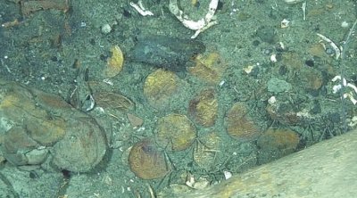 200 ton qızılla batan gəmidəki xəzinələr çıxarılmağa başlayıb - Foto