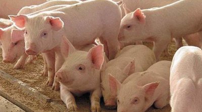 Azərbaycanda donuzların sayı azalıb –RƏQƏMLƏR