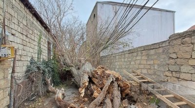 Bakıda güclü külək ağacı elektrik xəttinin üzərinə aşırdı &ndash; FOTO