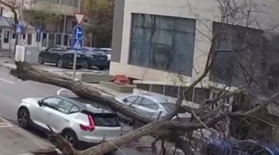 Bakıda küləyin aşırdığı ağac avtomobilin üzərinə düşdü &ndash; ANBAAN VİDEO