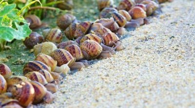 Salyandan Avropaya: Azərbaycan ilbiz məhsulları ixracına başladı