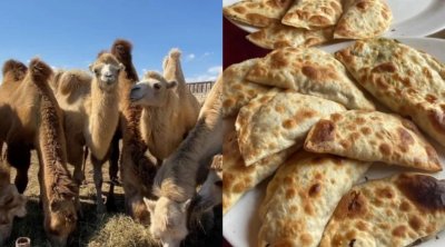 "Dəvə qutabı" adı ilə müştərilər aldadılır - İDDİA