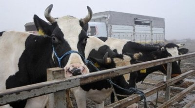 Azərbaycan bu ölkədən 714 inək aldı - Biri 8658 AZN
