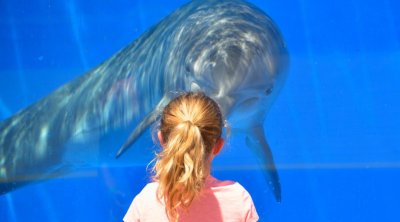 ŞOK KƏŞF: Delfinlər də insanlar kimi bir-biri ad qoyurlar