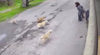 Bakıxanovda küçə itləri ana və uşaqlarına hücum etdi &ndash; VİDEO