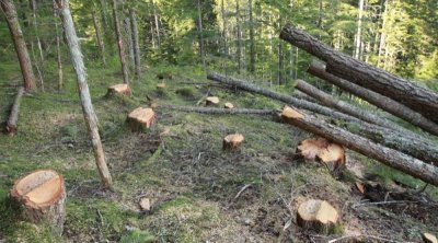 Təbiətə bir həftədə 129 min manatlıq ZİYAN VURULDU