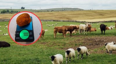 Azərbaycanda mal-qaranın içindəki daş 70 min manata satılır - FOTO