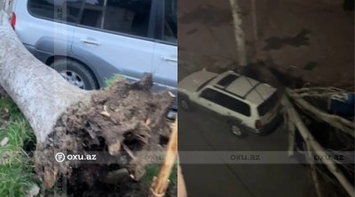 Bakıda ağac maşınların üzərinə aşdı &ndash; VİDEO