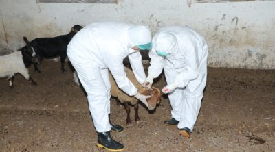 Heyvanlar yenidən peyvəndlənməyə başlanıb &ndash; Yeni xəstəlik yayılıb?