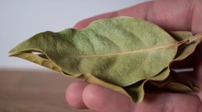 Niyə evdə dəfnə yarpağı yandırmalısınız? - Yalnız pul üçün deyil