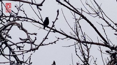 Şaxtalı hava əkin sahələrində məhsuldarlığa necə təsir edəcək? &ndash; FOTO