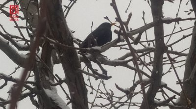 Bu bölgədə temperatur mənfi 6 dərəcəyə endi &ndash; FOTO/VİDEO