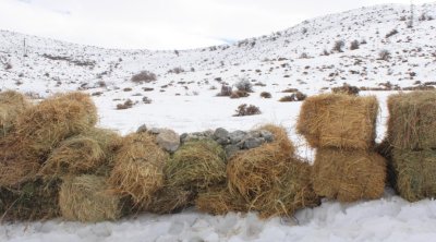 Naxçıvanda çöl heyvanları üçün biotexniki tədbir təşkil olundu