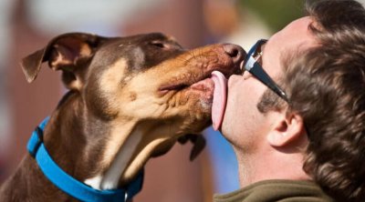 İt yaladı, qolları və ayaqları KƏSİLDİ - FOTO
