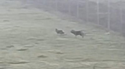 Lənkəran və Masallıda canavar təhlükəsi: Kəndlər təşviş içində -FOTO/VİDEO