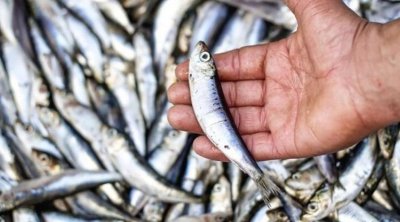 Bu balıq qan şəkərinin stabilləşdirilməsində ən faydalısıdır