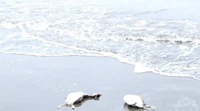 Xəzərin sahilində minlərlə ölü quş tapıldı &ndash; FOTO