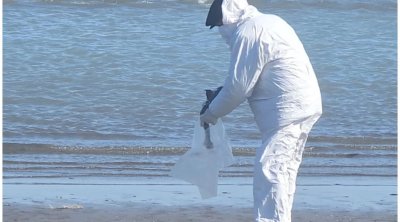 Dəniz kənarında tapılan quş cəsədlərində heyvan xəstəliyi aşkarlanıb? &ndash; FOTO