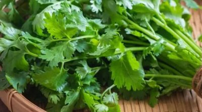 Ən güclü təsirli dərman mətbəxdədir - Keşnişin inanılmaz faydaları