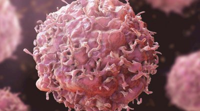 Xərçəngin dərmanı bu heyvanda imiş