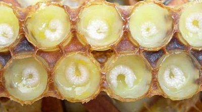 Azərbaycanda cəmi 254 kiloqram istehsal olunub, qramı 6.8 manata satılır