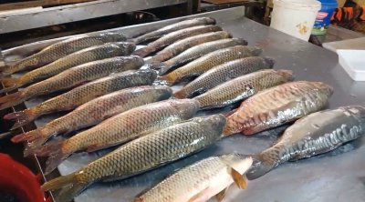 Balıq alarkən DİQQƏTLİ OLUN - VİDEO