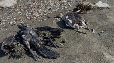 Lənkəranda köçəri quşlar kütləvi tələf oldu - FOTO