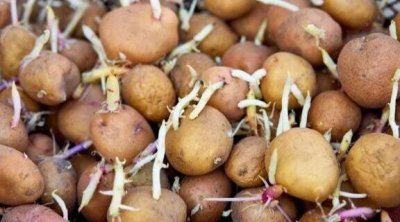 Tək vasitə ilə aylarla təzə qalacaq: Kartof xərclərinə son qoyan sirr