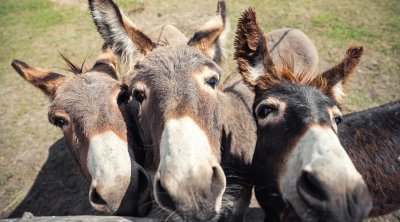 Uzunqulaqların sayı kəskin azalıb: Səbəb nədir? – VİDEO