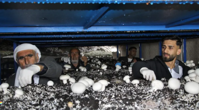 2 min illik mağaranı çörək ağacına çevirdi: Ayda 3 ton məhsul götürür &ndash; FOTO