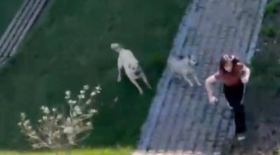 Bakıda tələbə qıza sahibsiz itlər hücum edib - VİDEO