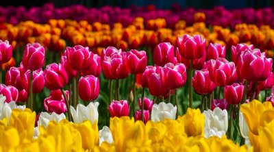 Bakı bulvarı dağlalələri ilə yenidən rəngə boyandı - FOTOlar