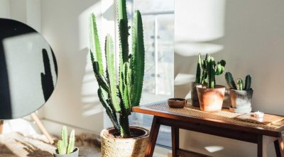 Evə şanssızlıq və bədbəxtlik gətirən O BİTKİ