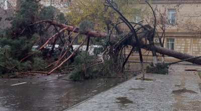 Bakıda ağac aşdı - Yol bağlandı