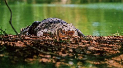 Hindistanda qeyri-adi TAKTİKA – Sərhədi ilan və timsahlar qoruya bilər