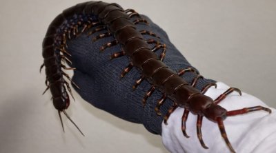 Dünyanın ən böyük çoxayaqlısı: İnsan üçün təhlükəlidir