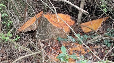 Oğuzda 30 ədəd qızılağac kəsildi: Saxlanılan var – FOTO