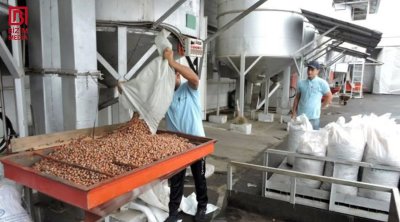 Zaqatalada fındıq sexində yanğın - 2 tona yaxın ləpə yararsız hala düşdü