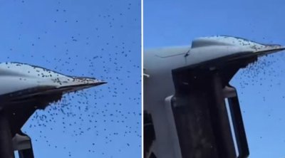 Arılar İsrail ordusunu &ldquo;məğlub etdi&rdquo; &ndash; VİDEO