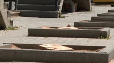 Bakıda ağacları kim kəsib? - Video