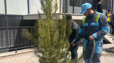 Bakıda kəsilmiş ağacların yerinə yeniləri əkildi - FOTO